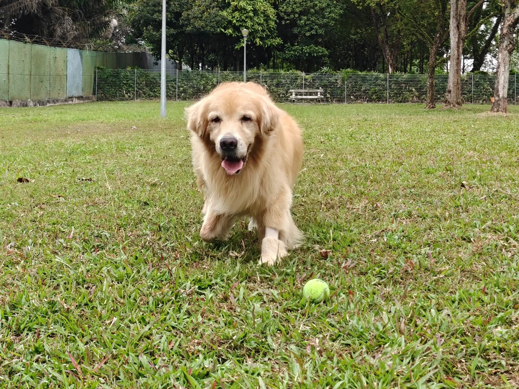 Golden retriever smiling