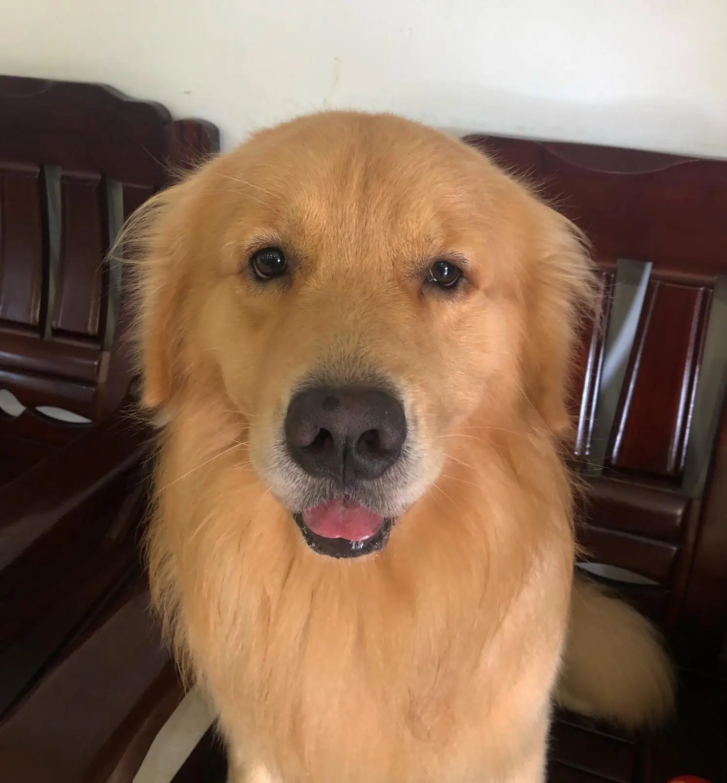Dog looking lovingly